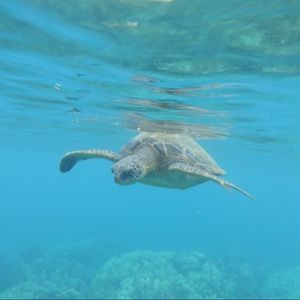 Meet your Posher, Tara